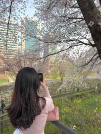 우리동네 노을 + 벚꽃 명소 🌸🧡