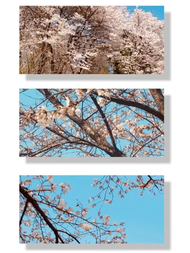 Blossoms by the Brook: Seongnae Stream's Serene Spring Stroll