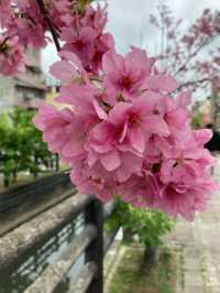🌸** 春天賞櫻的絕佳去處**🌸