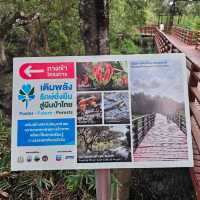 🎄ป่าชายเลนกลางเมือง | ปอดของคนระยอง 🏞