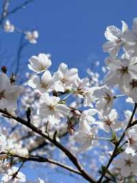 🇯🇵日本名古屋 | 鶴舞公園櫻花已開滿‼️🌸