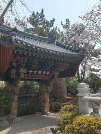 釜山櫻花季滿滿幸褔的海邊廟宇~海東龍宮寺