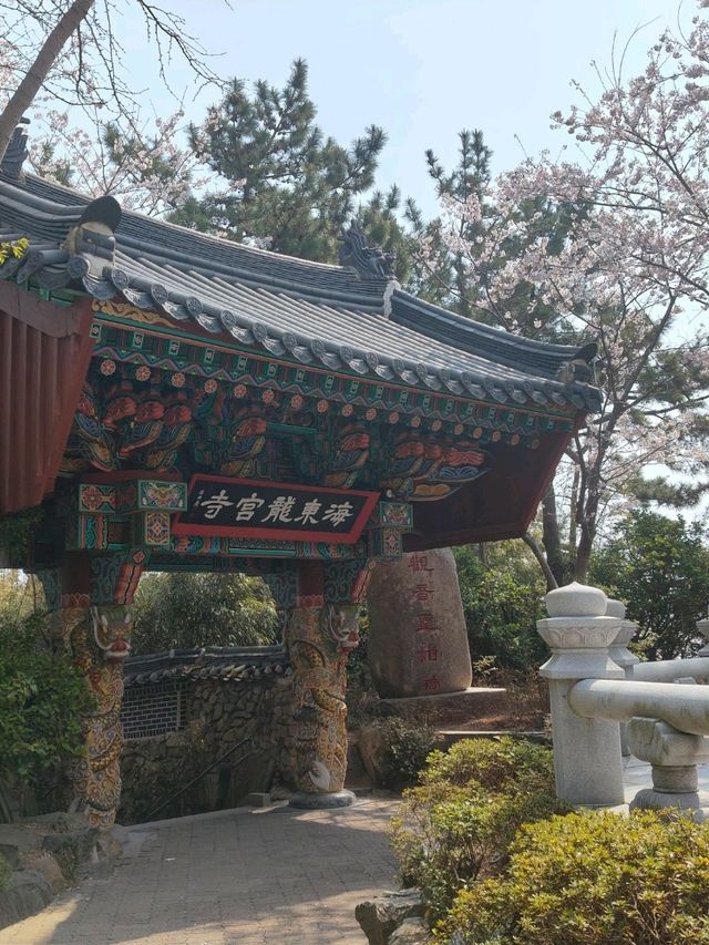 釜山櫻花季滿滿幸褔的海邊廟宇~海東龍宮寺