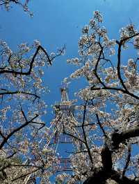 Chasing the Last Cherry Blooms in Alishan