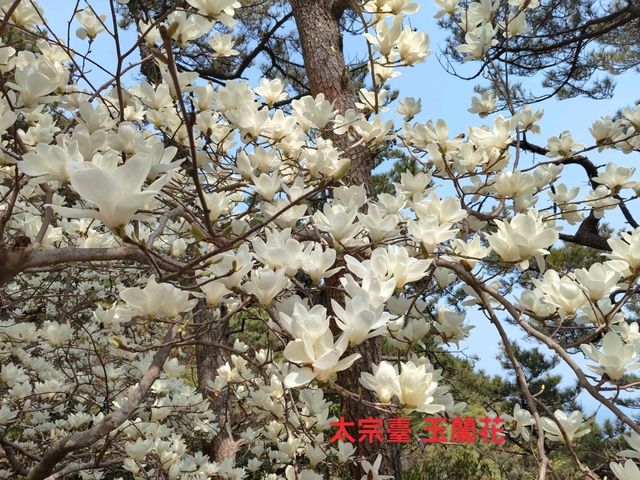 搭DANUBI列車暢遊釜山國家地質公園~太宗台，賞櫻花和玉蘭花。