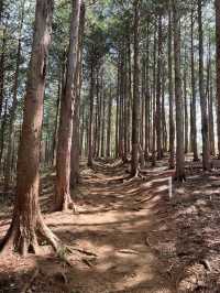 【陣馬山】日帰り登山にオススメな陣馬山⛰️