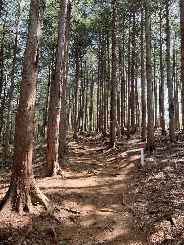 【陣馬山】日帰り登山にオススメな陣馬山⛰️