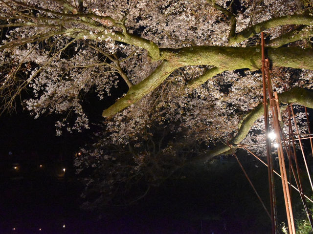 光に浮かぶ幻想の一本桜に感動🌸✨