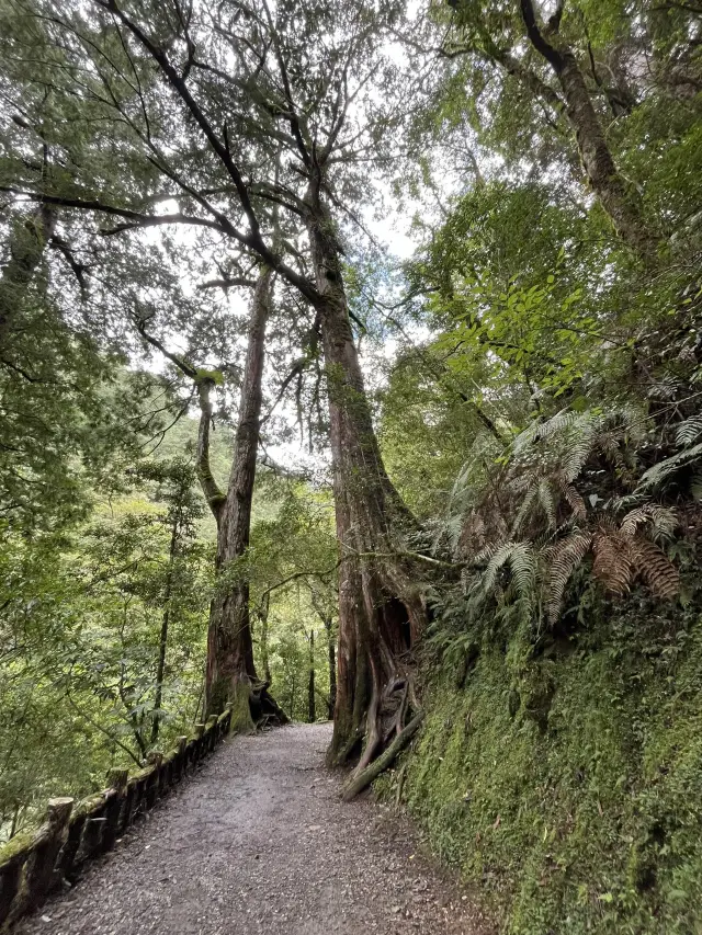 【拉拉山森林園區】走進雲霧中的神木秘境