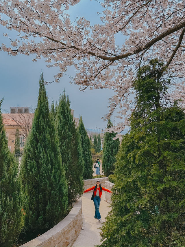 파주 벚꽃 명소, 은근히  스팟 🌸📷