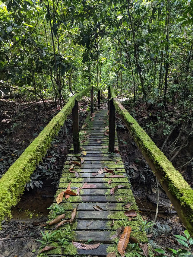 Gunung Mulu National Park