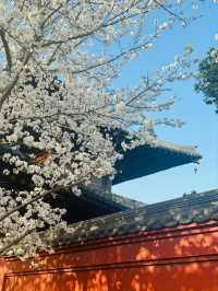 Guangfulin Cherry Blossom Season – A Perfect Blend of History and Spring Beauty