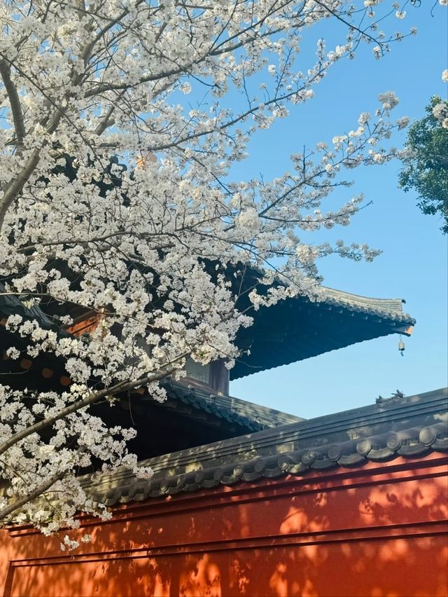 Guangfulin Cherry Blossom Season – A Perfect Blend of History and Spring Beauty