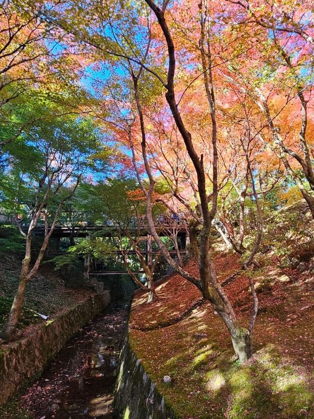 京阪一日賞楓行程，東福寺紅葉海 × 大阪城金秋散步