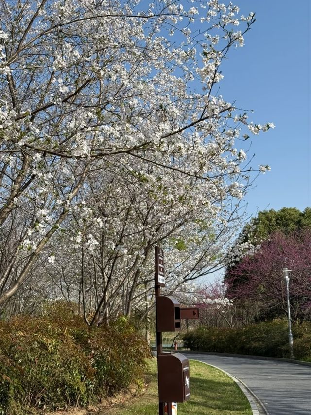 Suzhou Tiger Hill Wetland Park Cherry Blossoms – A Lakeside Floral Retreat