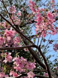 Xiamen Fox Tail Mountain Cherry Blossom Valley 2025