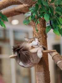 Caturday fuur cat lovers in downtown Bangkok