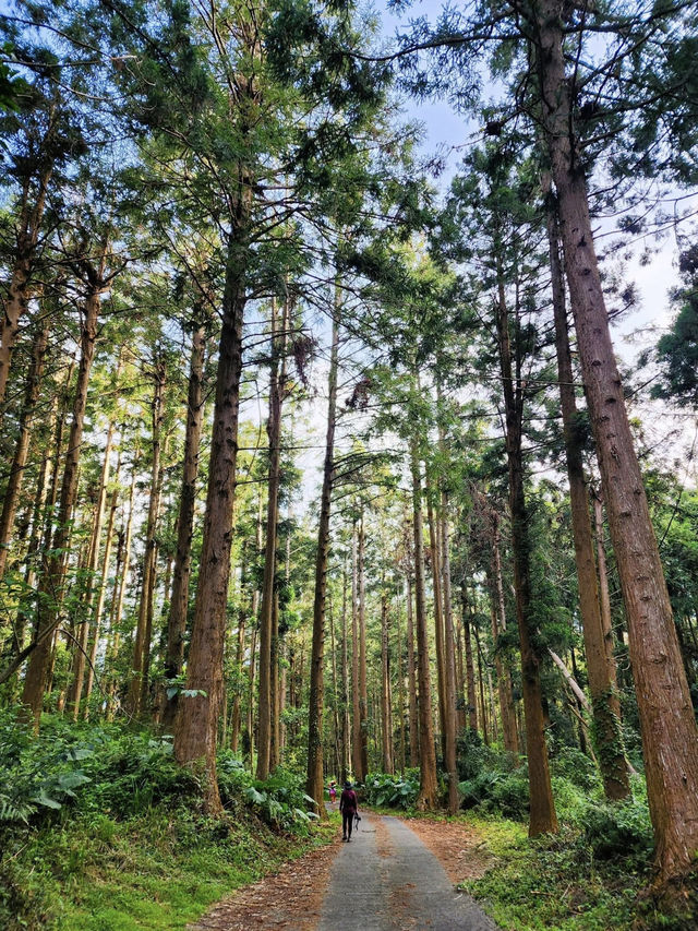 塔塔加的熱門山～麟趾山輕鬆走