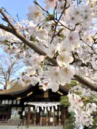 Cherry Blossoms in Full Bloom at Ryuo Park