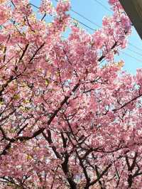 🌸Miura Coast | Hidden Day Trip Cherry Blossom & Nature Route near Tokyo🌸 