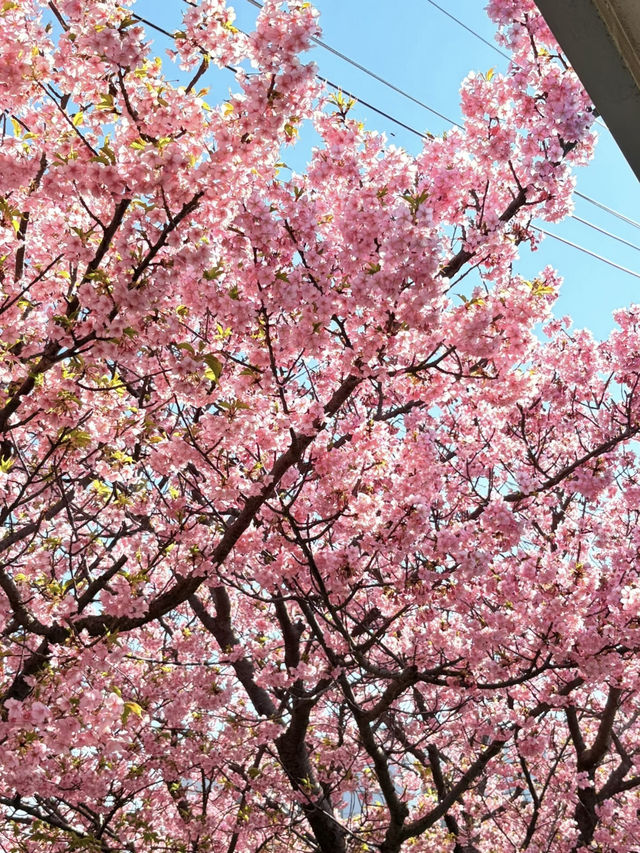 🌸Miura Coast | Hidden Day Trip Cherry Blossom & Nature Route near Tokyo🌸 