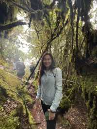 Mossy Forest , Cameron Highland มาเลเซีย