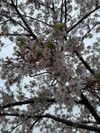 東京｜行船公園的櫻花魅力