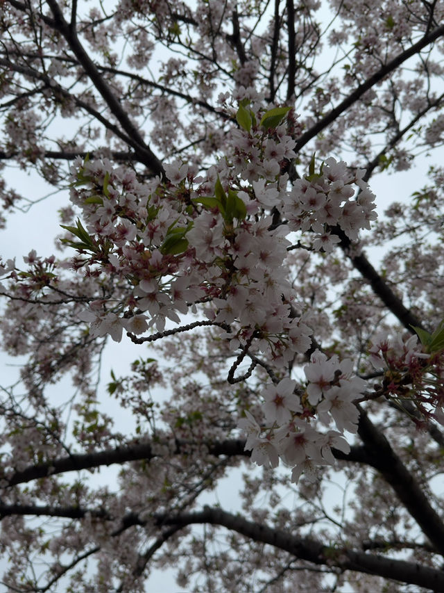 東京｜行船公園的櫻花魅力