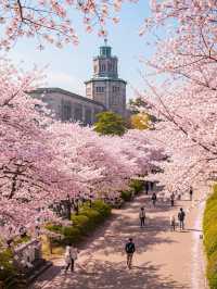 Kansai Cherry Blossom Guide  | Osaka, Kyoto