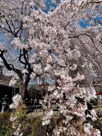 Kyoto's Honman-ji Temple: A Hidden Gem for Weeping Cherry Blossoms