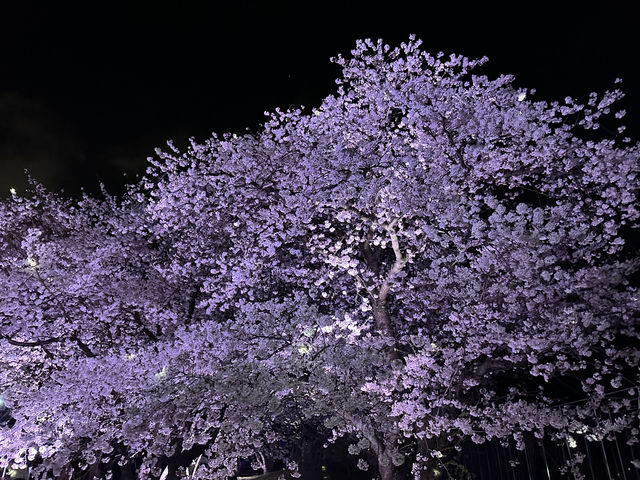 福岡城上視角🌸觀看舞鶴公園的夜櫻燈光秀👏🏻
