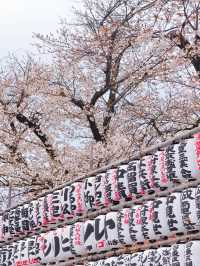 Sakura Serenity: Cherry Blossoms at Sensoji Temple