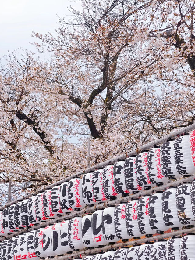 Sakura Serenity: Cherry Blossoms at Sensoji Temple