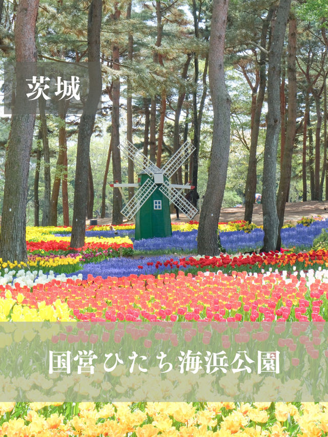 【茨城】まるでキューケンホフ公園⁈