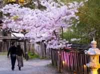 Hakone Cherry Blossoms: A Mountain Retreat in Pink