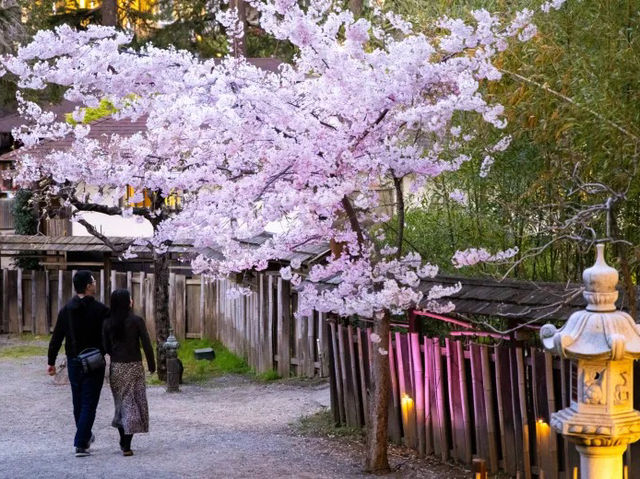 Hakone Cherry Blossoms: A Mountain Retreat in Pink