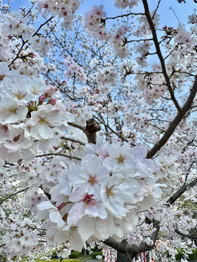 ชมซากุระบานที่ปราสาทโอซาก้า 🏯🌸