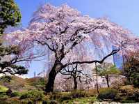 🌸 Time-Traveling Sakura: My Day in Koishikawa Korakuen’s Secret Garden 🌸
