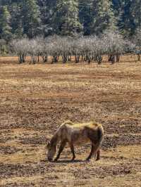 A Peaceful Escape into Nature: Discovering the Beauty of Potatso National Park (普达措国家公园)