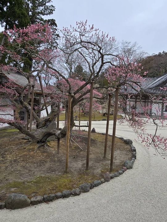 瑞巖寺-來到日本三景松島絕對不能錯過的國寶