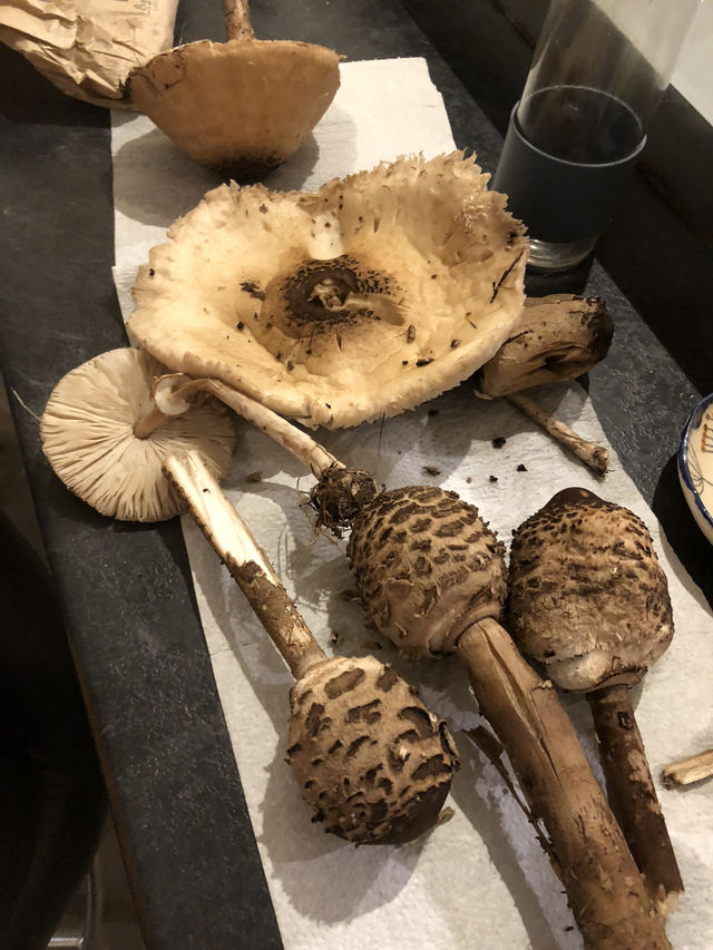 The most beautiful foraging spot for nature lovers