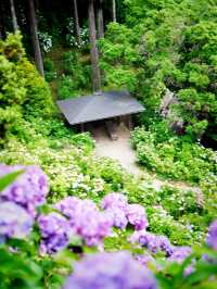 【千葉】1万株以上の紫陽花 メディアにもとりあげられる大人気紫陽花スポット！
