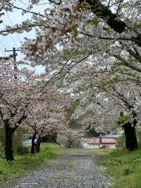 Spring, Unhurried: Blossoms of Hokkaido