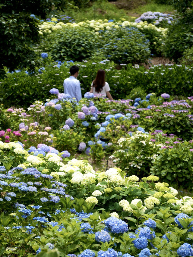 【茨城】これだけ多種多様の紫陽花を見たのは初めて！！