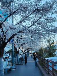 “White Whispers of Spring: Cherry Blossoms at Daejeon Station”