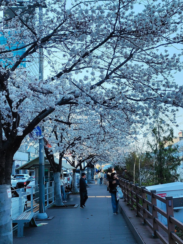 “White Whispers of Spring: Cherry Blossoms at Daejeon Station”