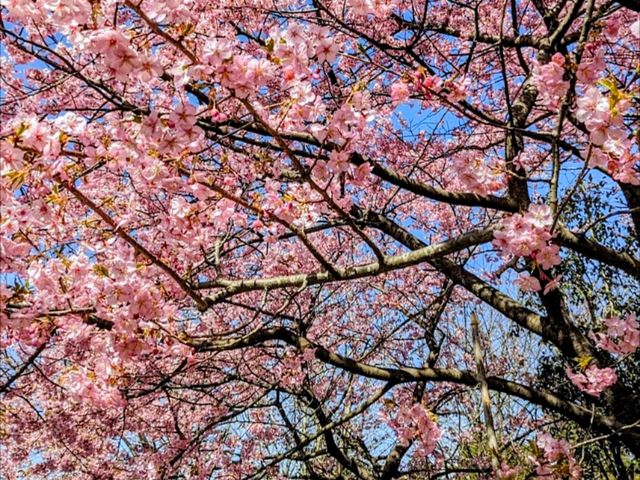 淺井一本櫻，福岡縣久留米遺世獨立的百年巨櫻