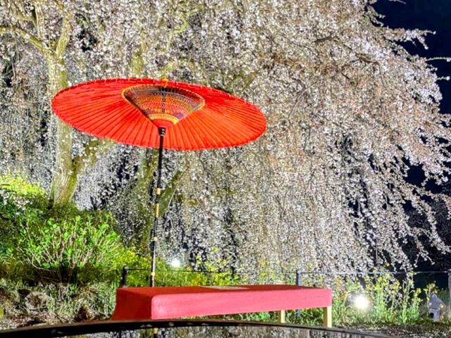 法華原華庭園，高達10公尺的巨大身延垂枝櫻