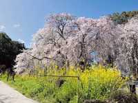 法華原華庭園，高達10公尺的巨大身延垂枝櫻