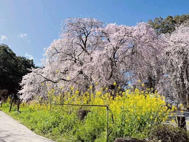 法華原華庭園，高達10公尺的巨大身延垂枝櫻